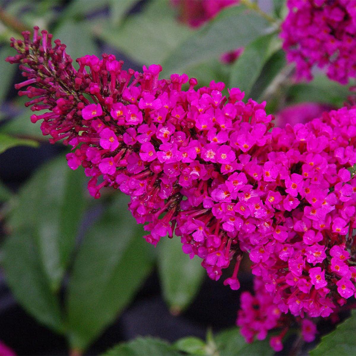 Buddleia Buzz Hot Raspberry
