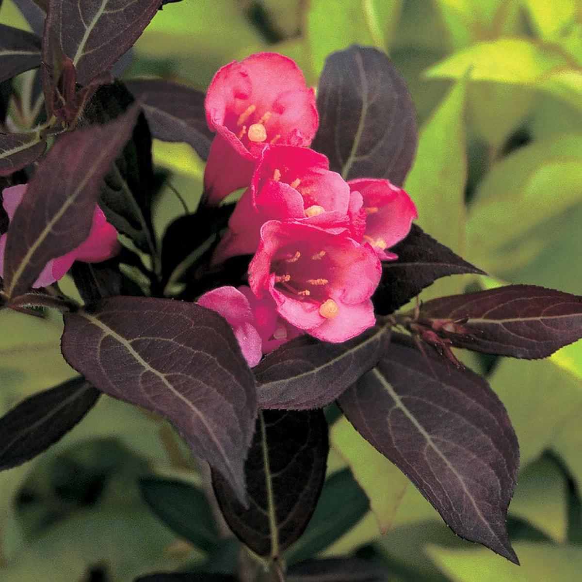 Weigela Wine & Roses