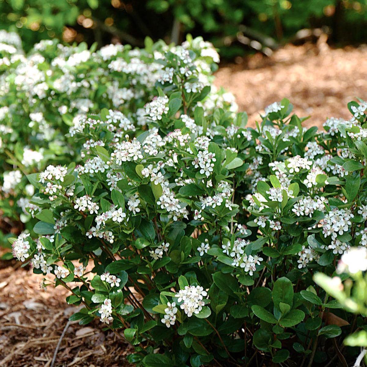 Aronia Low Scape Mound Chokeberry