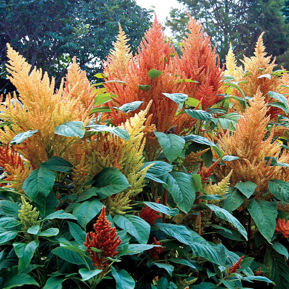 'Autumn's Touch' Amaranthus Seeds