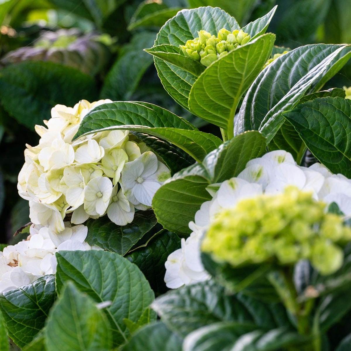 Bloomin' Easy Hydrangea Grin and Tonic Bigleaf Hydrangea