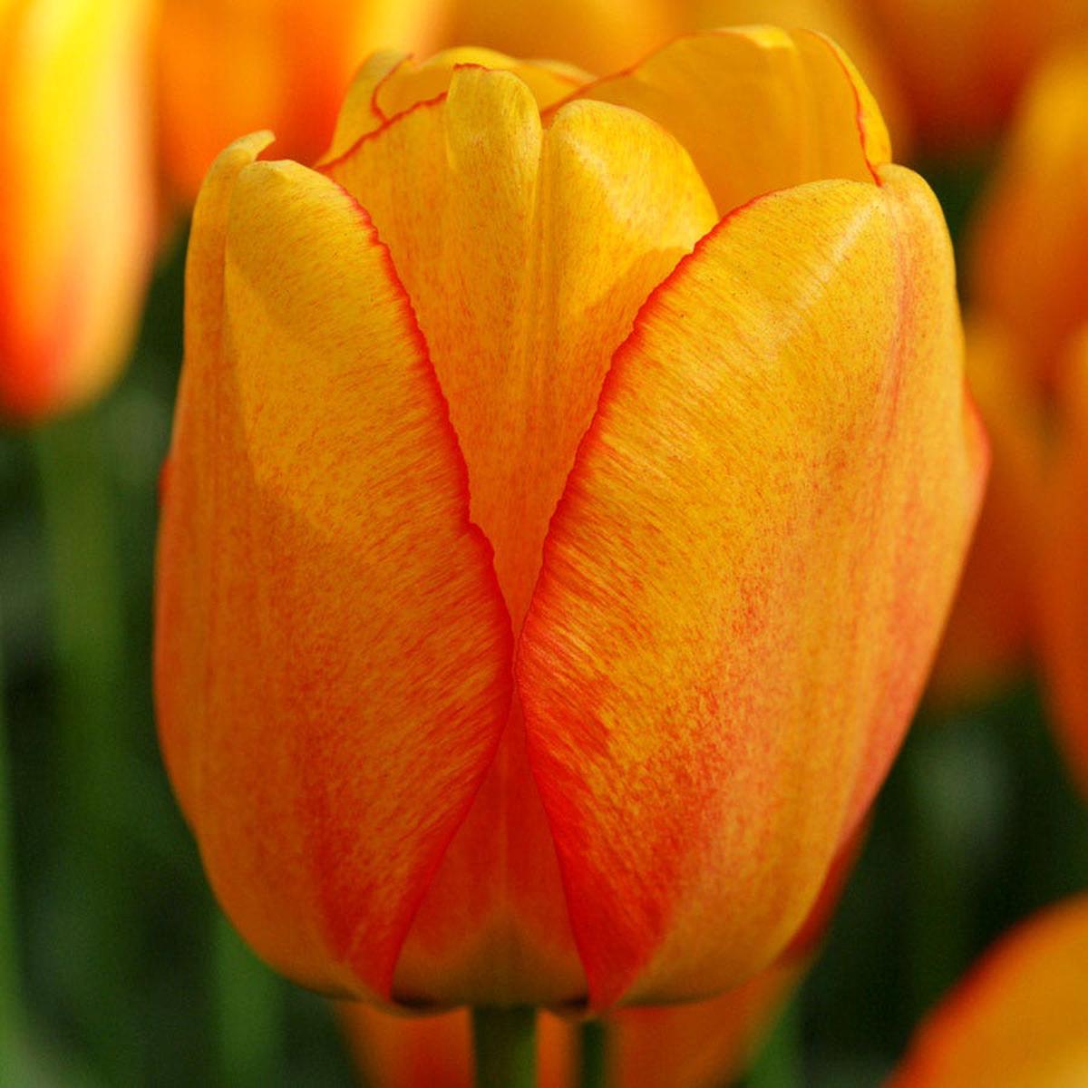 'Blushing Apeldoorn' Tulip Bulbs