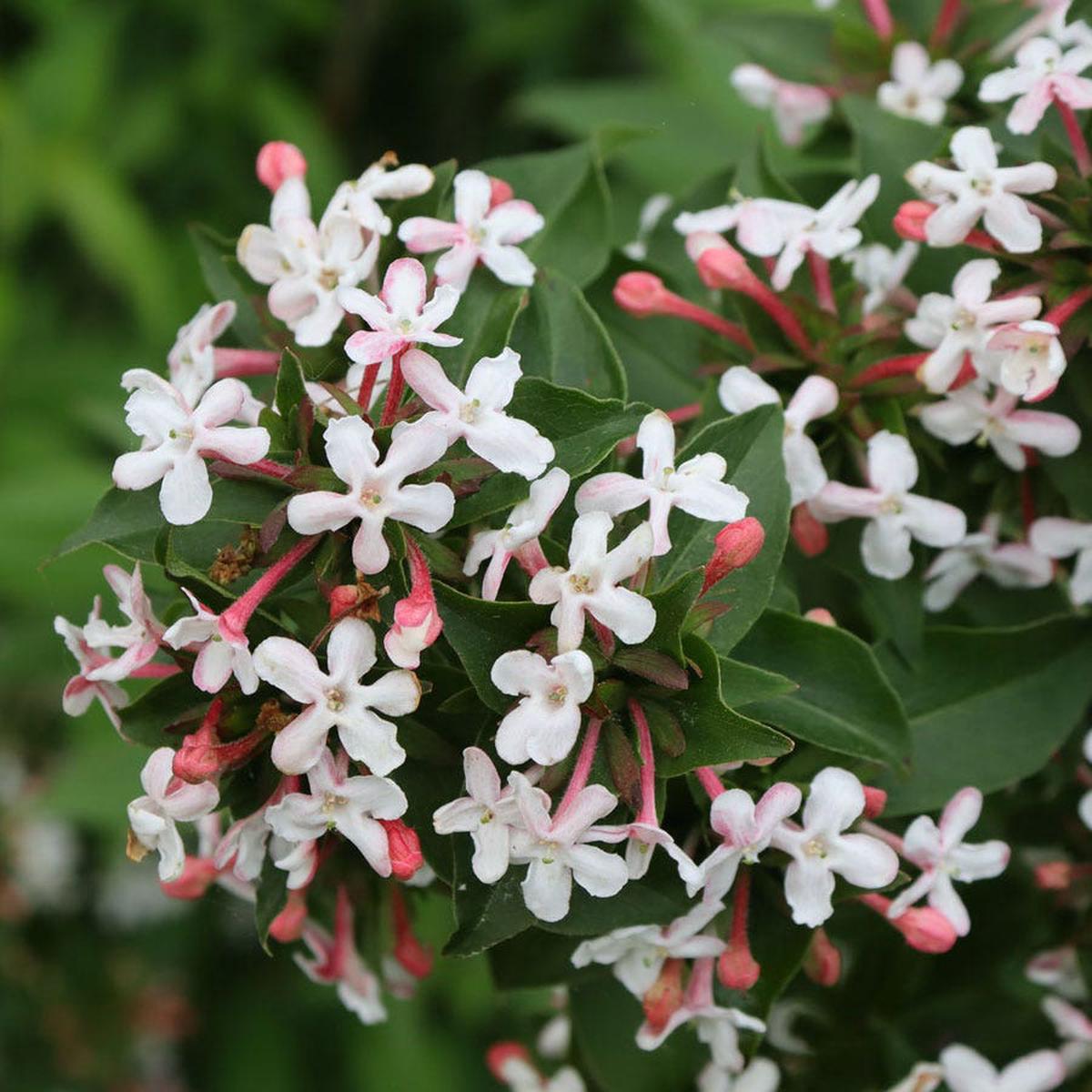 Abelia Sweet Emotion Blaze