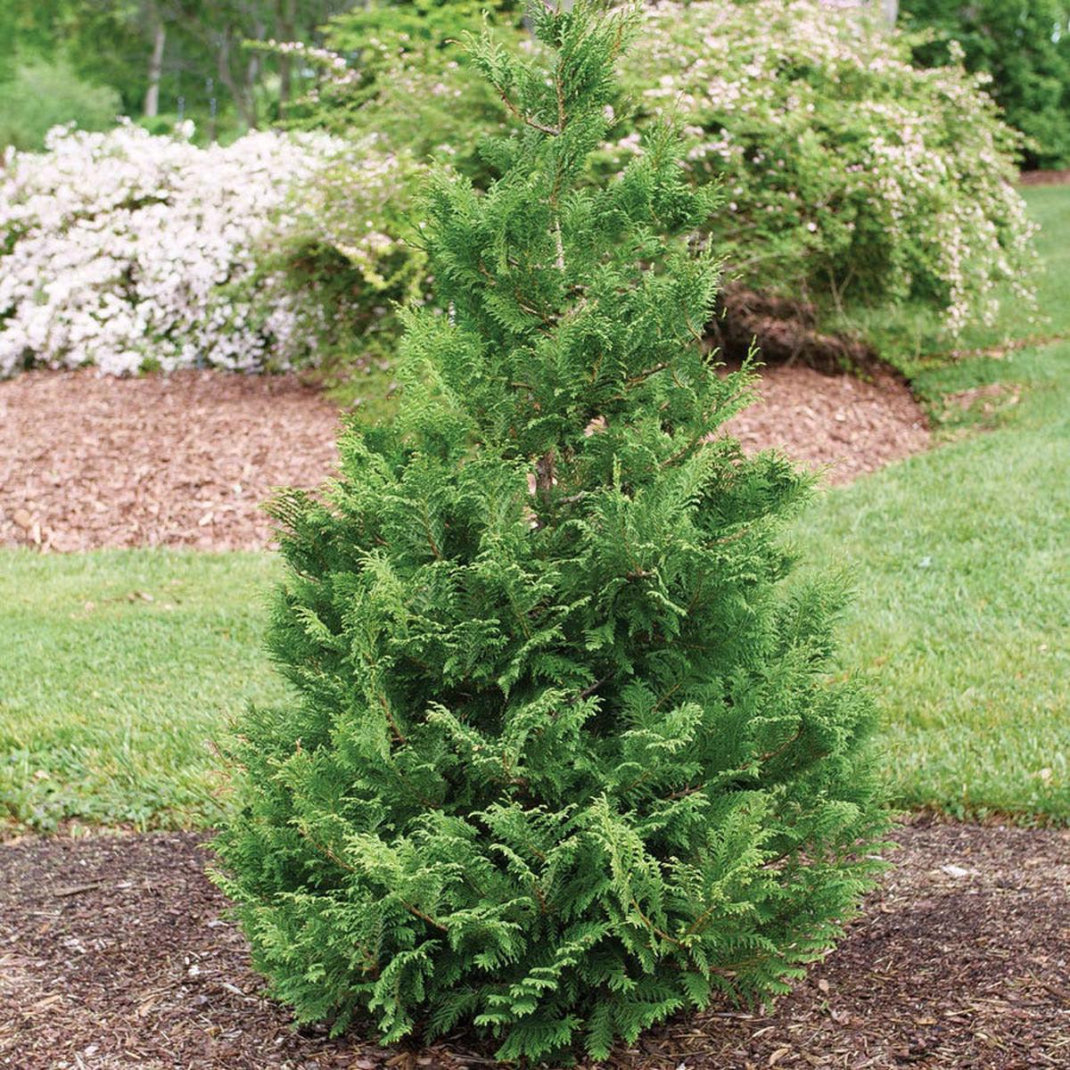 Chamaecyparis Cedar Rapids False Cypress