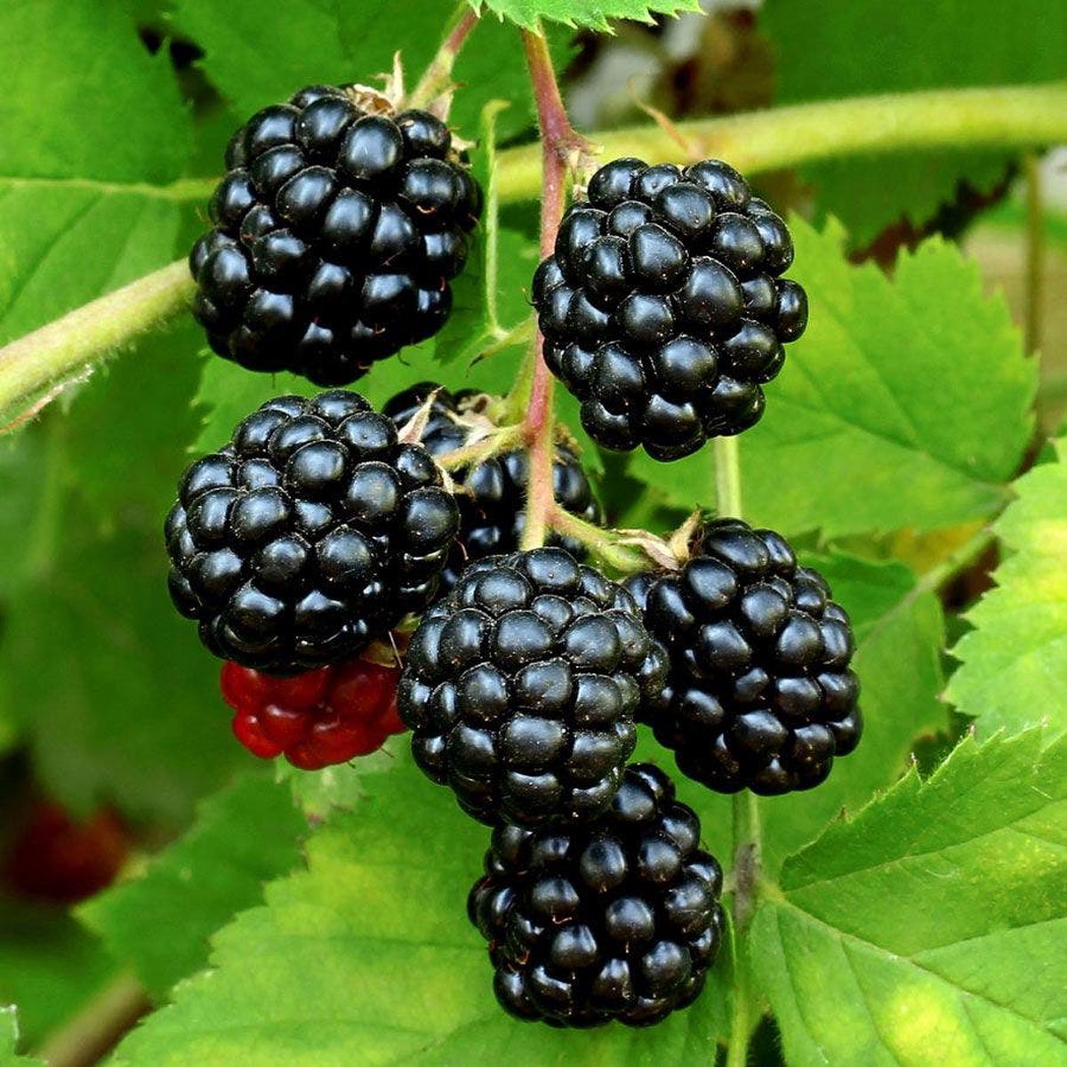 'Sweetie Pie' Blackberry