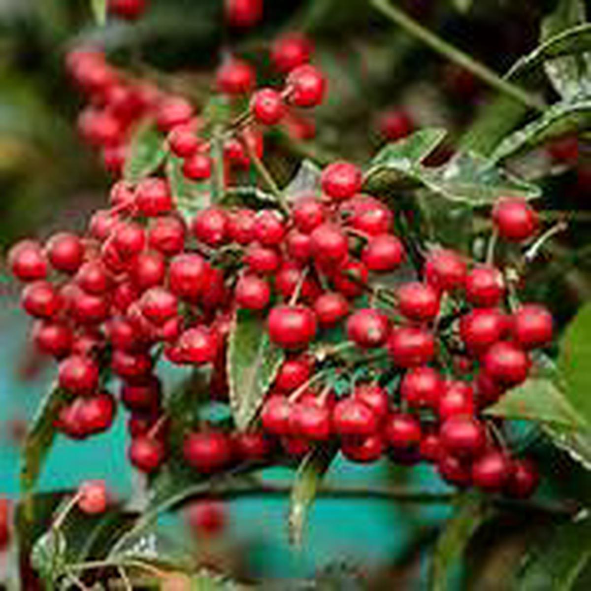 Ardisia Crenata fruit seeds for planting - Heirloom & Non-GMO Garden seeds