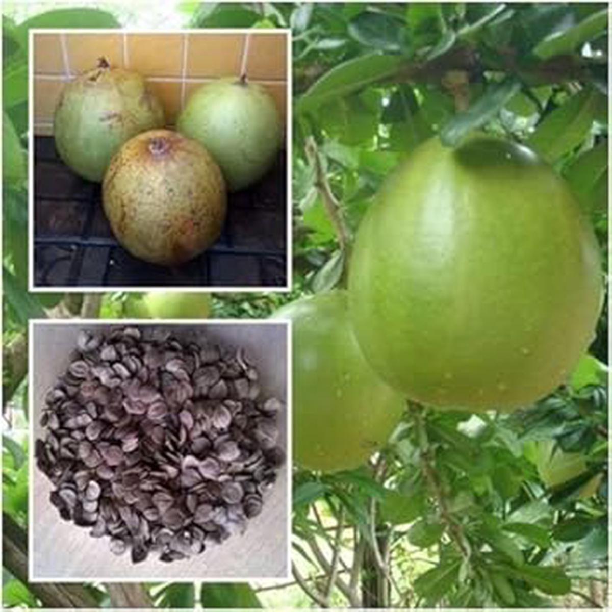 Green Crescentia Cujete fruit seeds for planting - Heirloom & Non-GMO tropical yard garden seeds