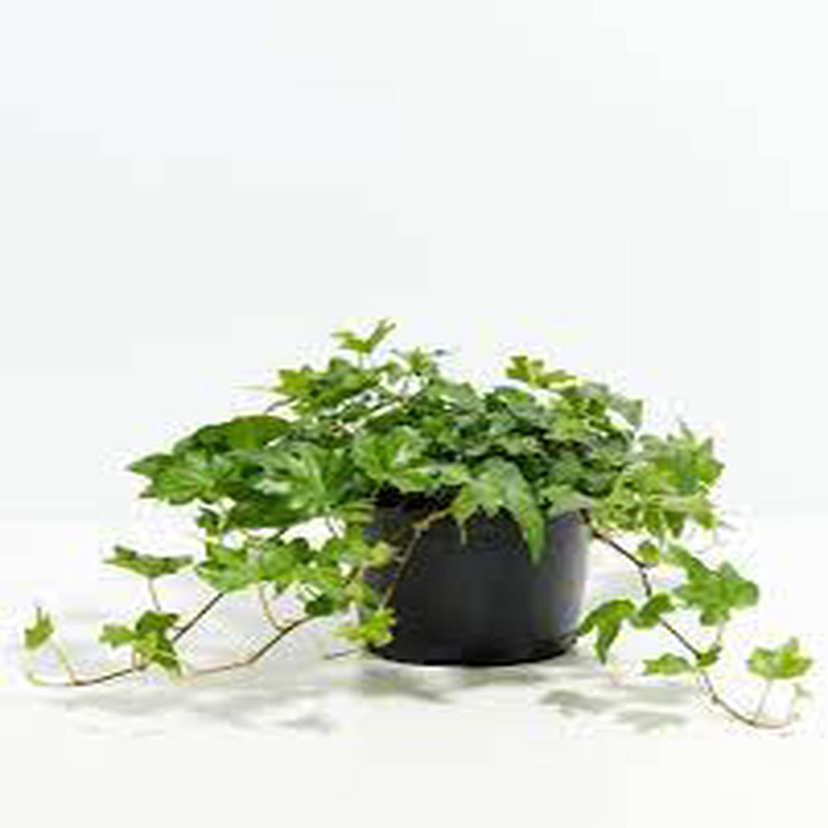 Ivy plant seeds for planting - Heirloom & Non-GMO Garden seeds, lush climber for shade and walls