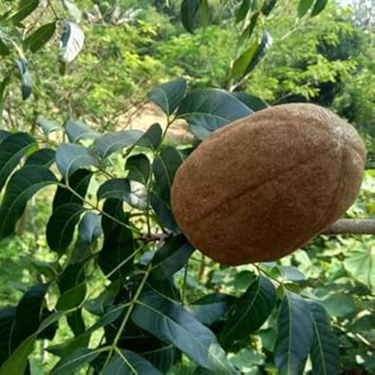 Khaya Senegalensis fruit seeds for planting  Heirloom & Non-GMO garden seeds, hardy trees for spacious gardens