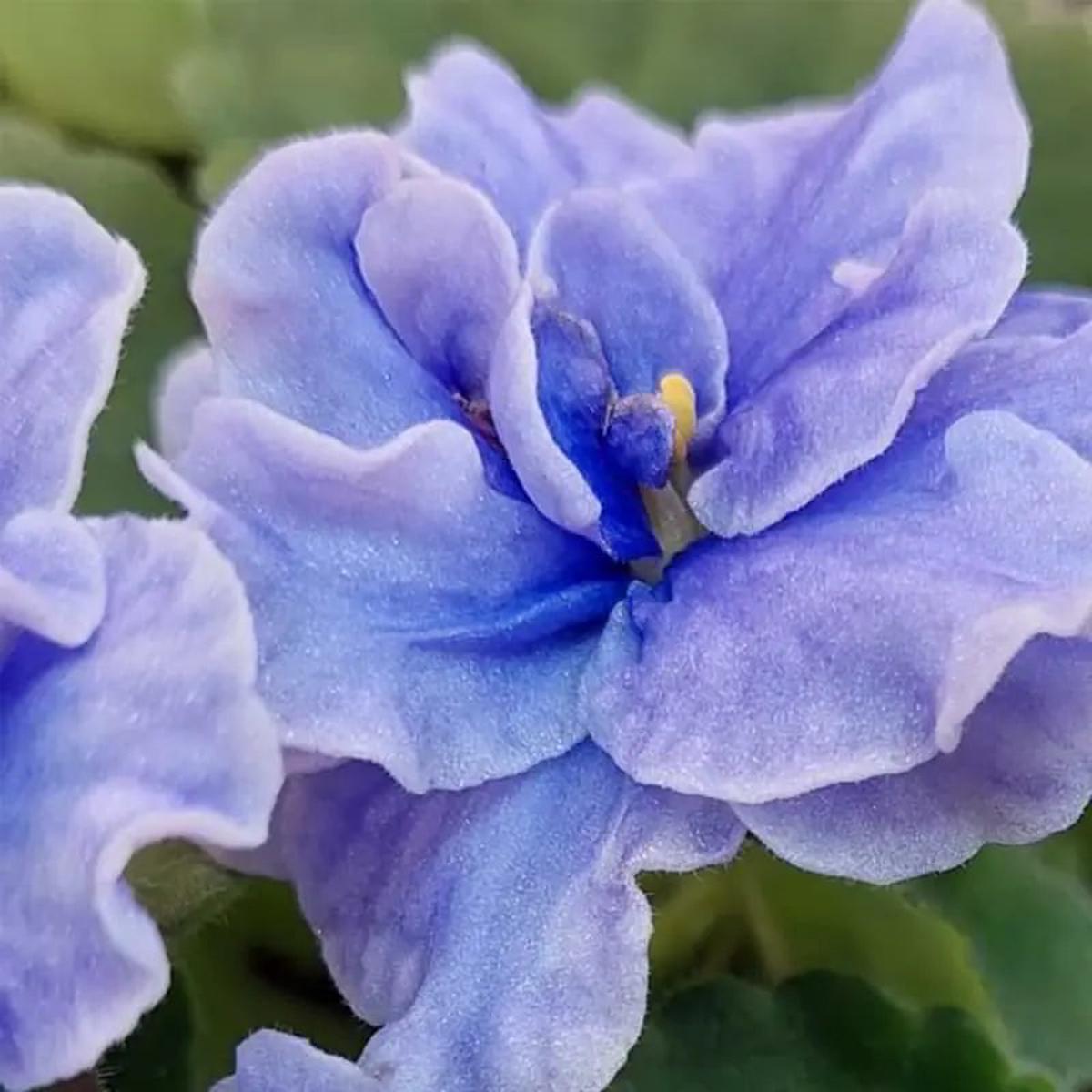 Light Blue Saintpaulia Flower Seeds for Planting Heirloom, Non-GMO, High Germination Organic Garden Seeds