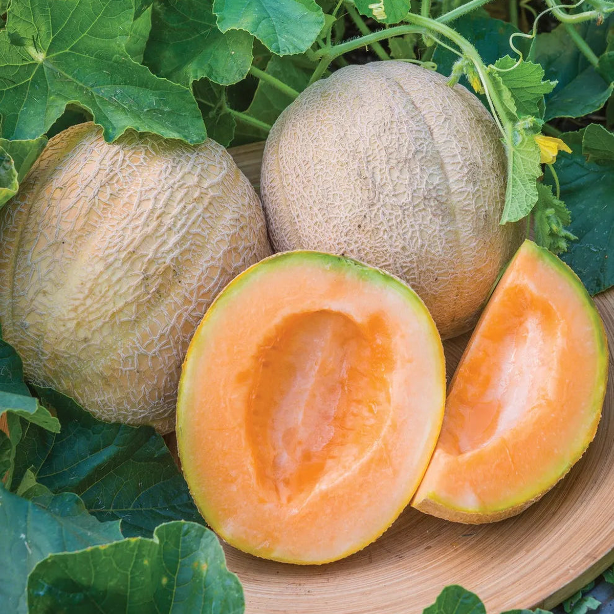 Light Orange Cantaloupe fruit seeds for planting - Heirloom & Non-GMO Garden seeds