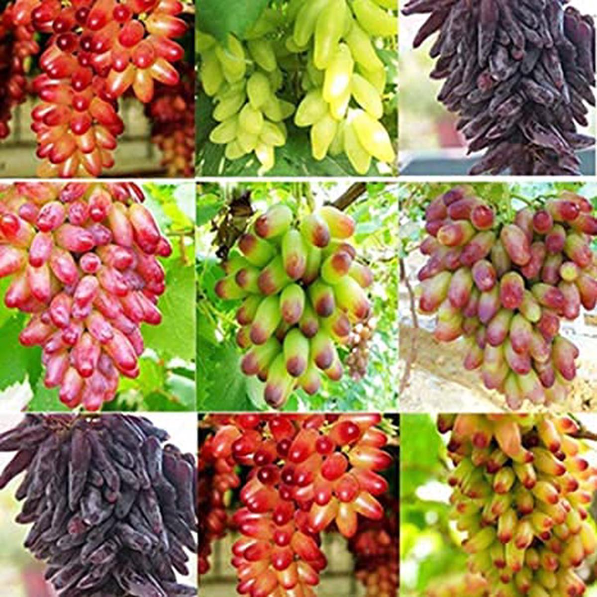 Mixed Grape fruit seeds for planting - Heirloom & Non-GMO Garden seeds