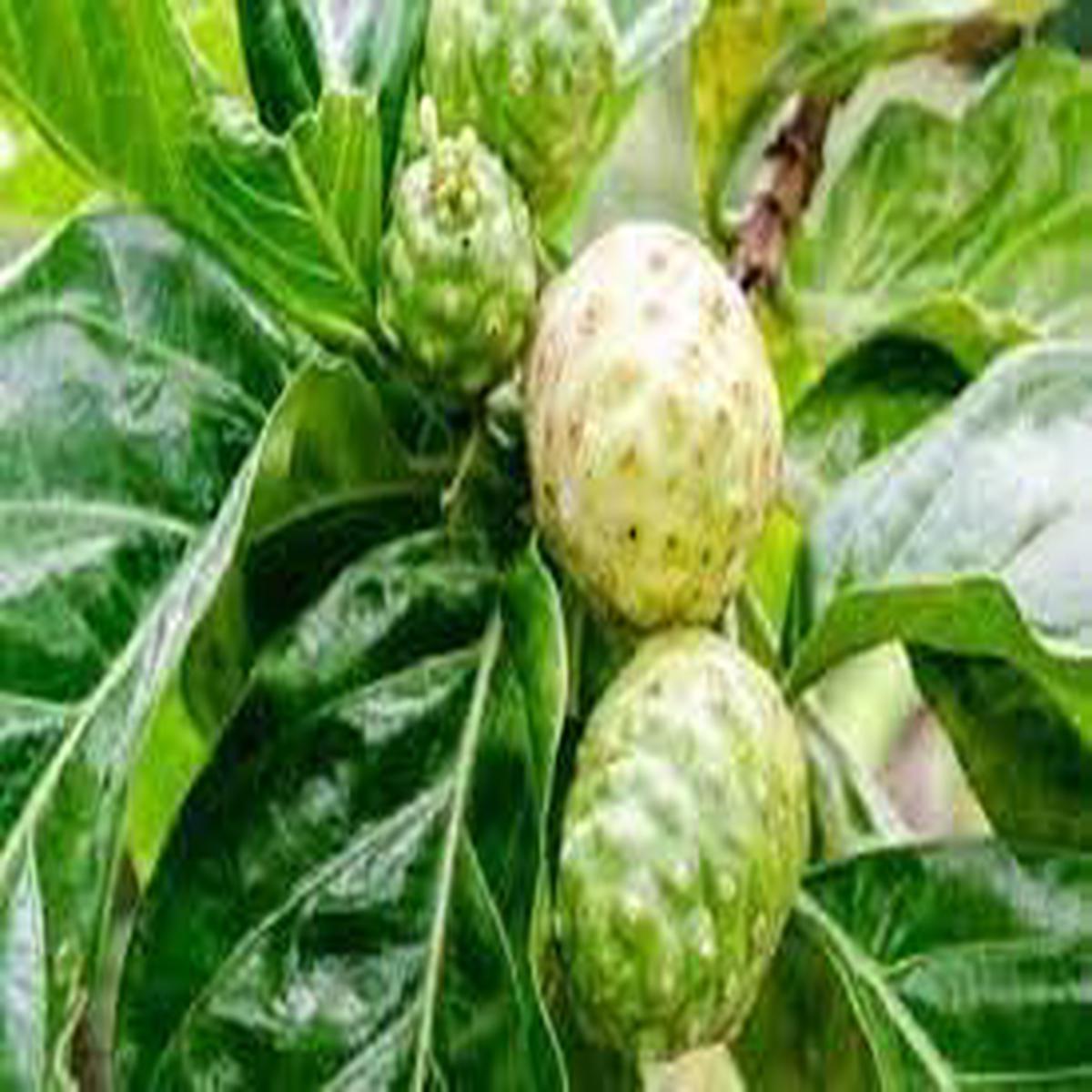 Morinda Citrifolia Fruit Seeds for Planting Heirloom & Non-GMO Tropical Garden Seeds