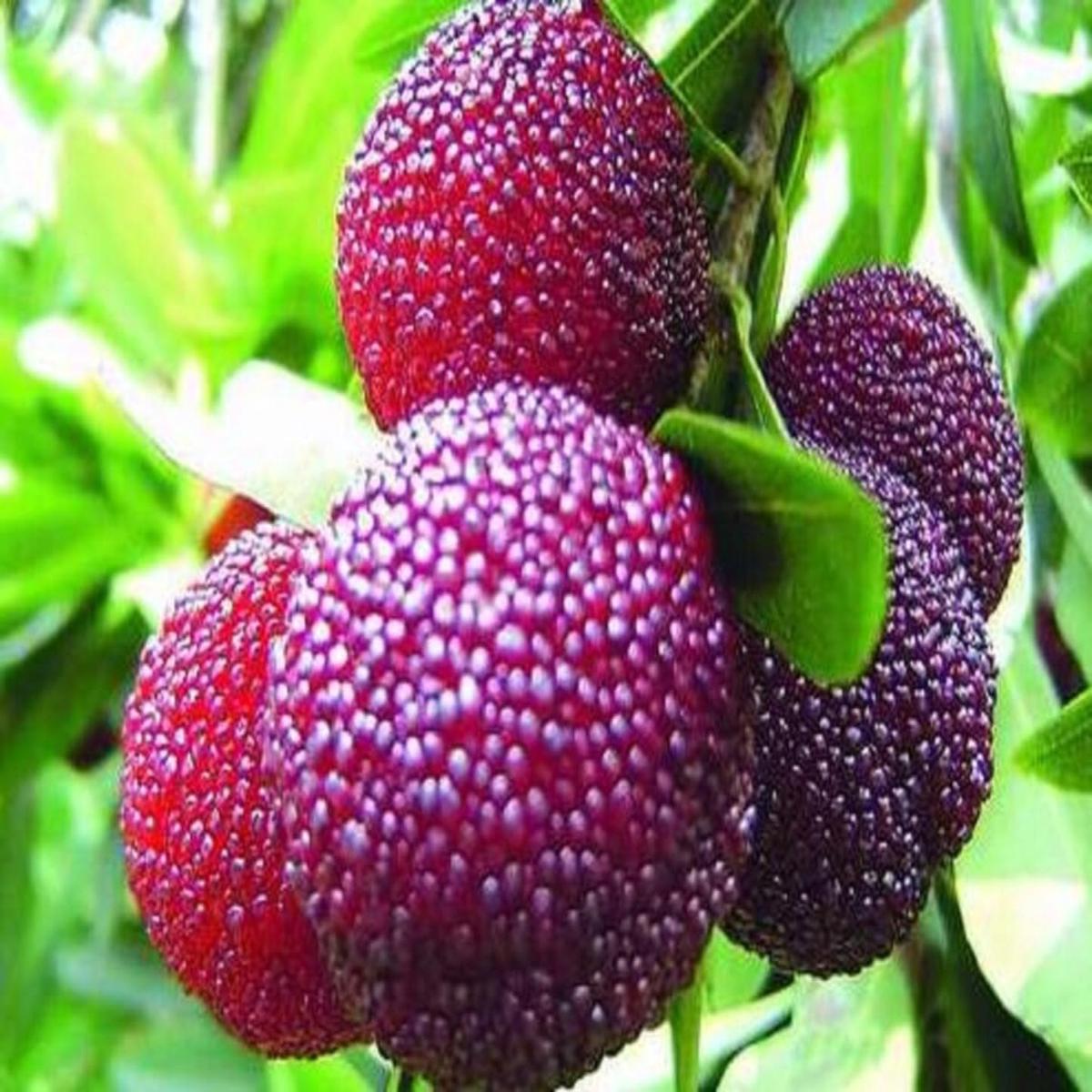 Myrica Rubra Bayberry Fruit Seeds for Planting  Heirloom Non-GMO Fragrant Tropical Tree Seeds with High Germination