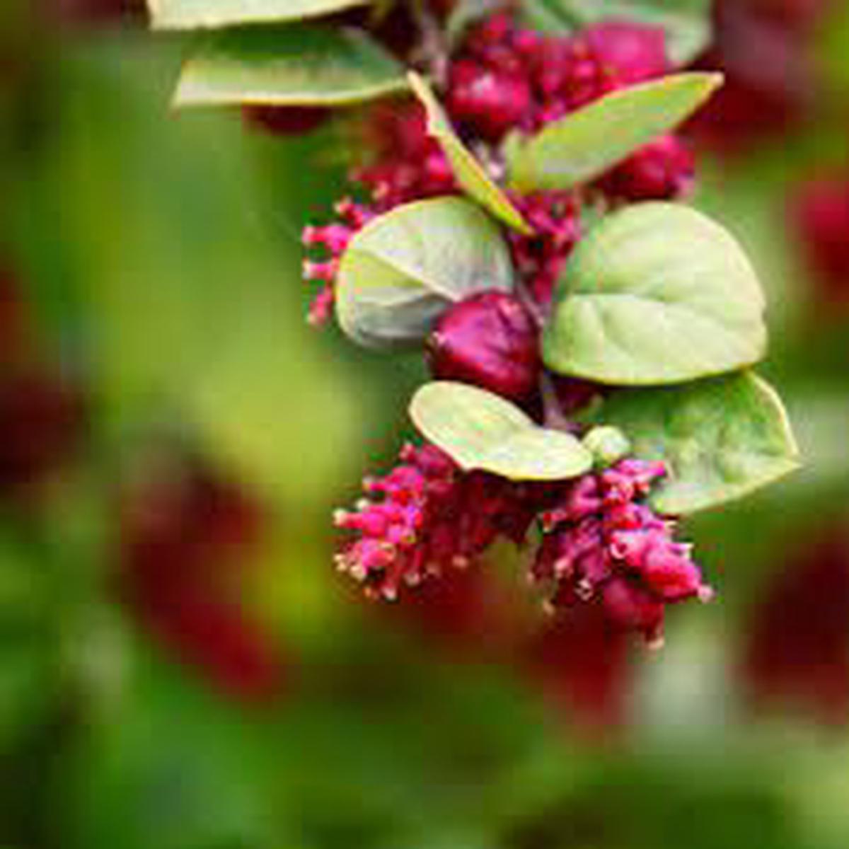 Rare Coralberry Symphoricarpos Orbiculatus fruit seeds for planting - Heirloom & Non-GMO Garden seeds, vibrant shrubs