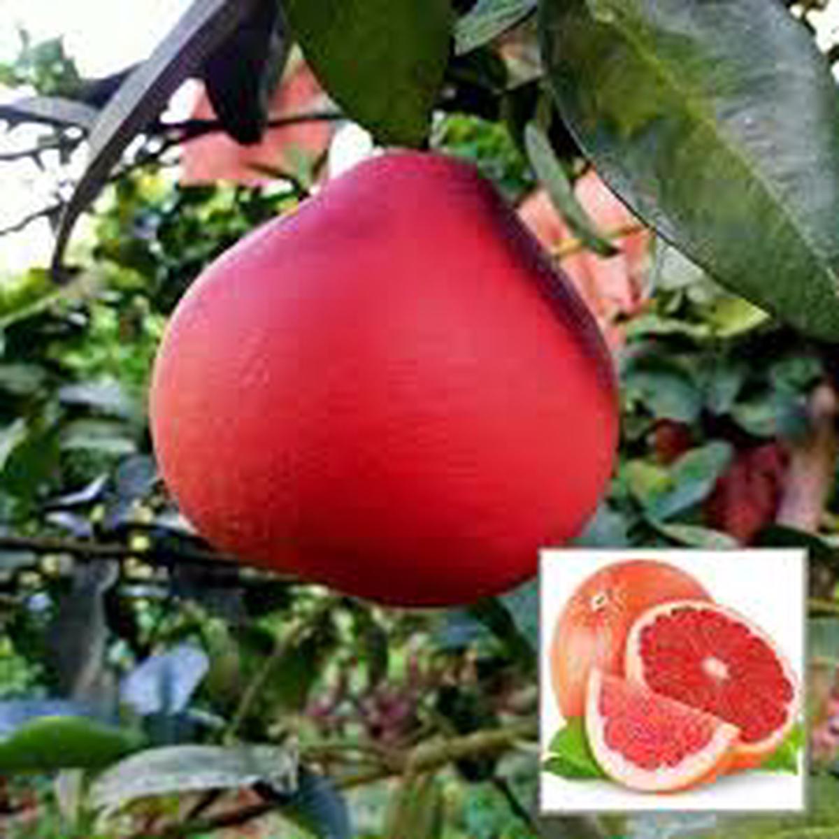 Red Pomelo fruit seeds for planting - Heirloom & Non-GMO sweet citrus garden seeds