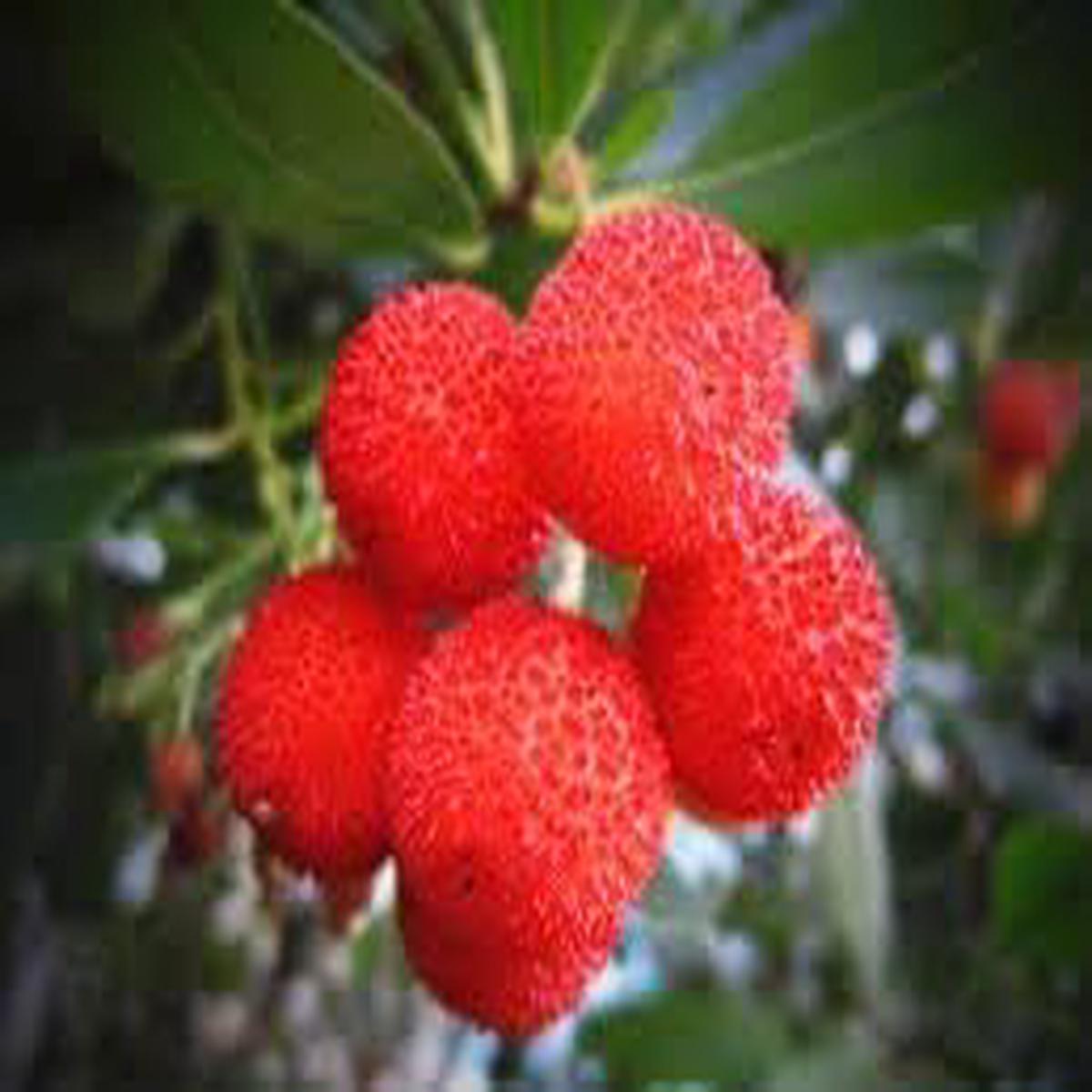 Yangmei Fruit Seeds for Planting Heirloom, Non-GMO Sweet Asian Homegrown Garden Fruit Seeds