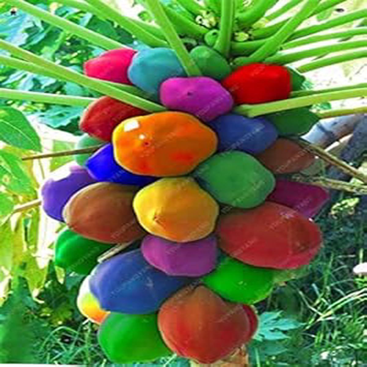 Mixed Papaya fruit seeds for planting - Heirloom & Non-GMO Garden seeds