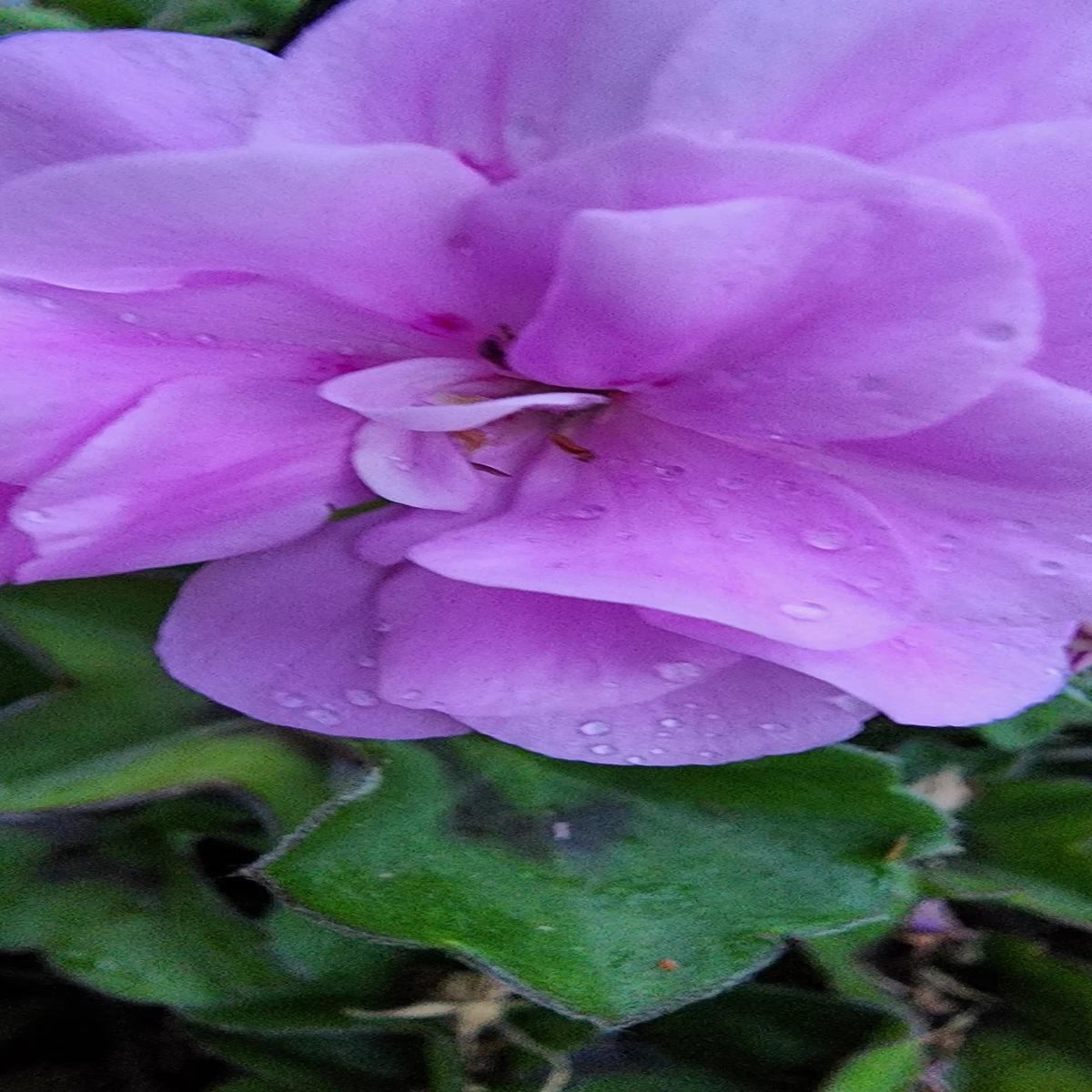 Purple Univalve Geranium Flower Seeds for Planting  Long Bloom, Heirloom & Non-GMO Home Garden Seeds