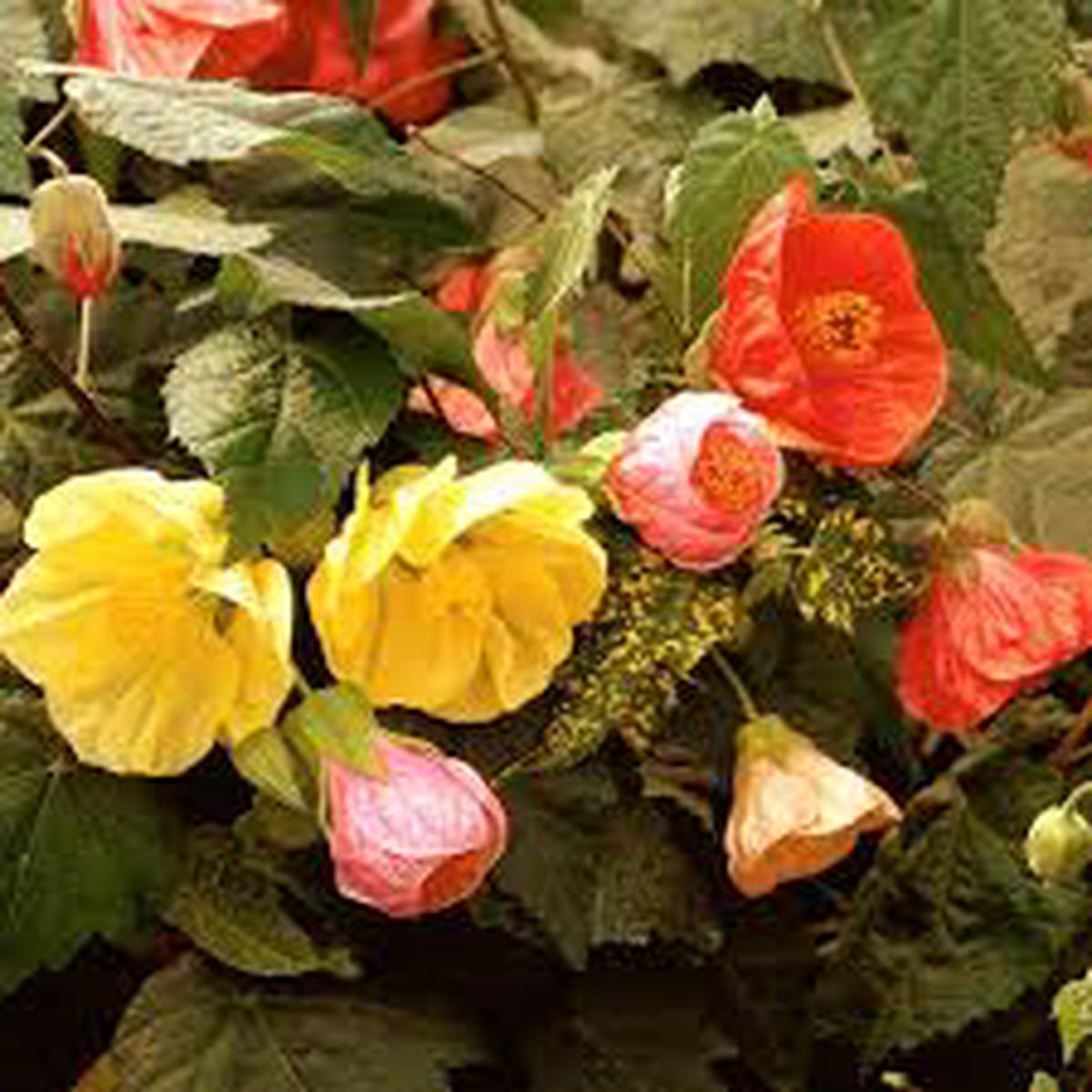 Abutilon Bellvue Flower Seeds for Planting  Heirloom, Non-GMO, Drought Tolerant Organic Garden Seeds