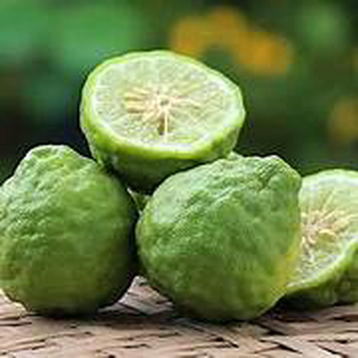 Bergamot Fruit Seeds for Planting Heirloom & Non-GMO Garden seeds, aromatic fruits for flavorful garden harvests