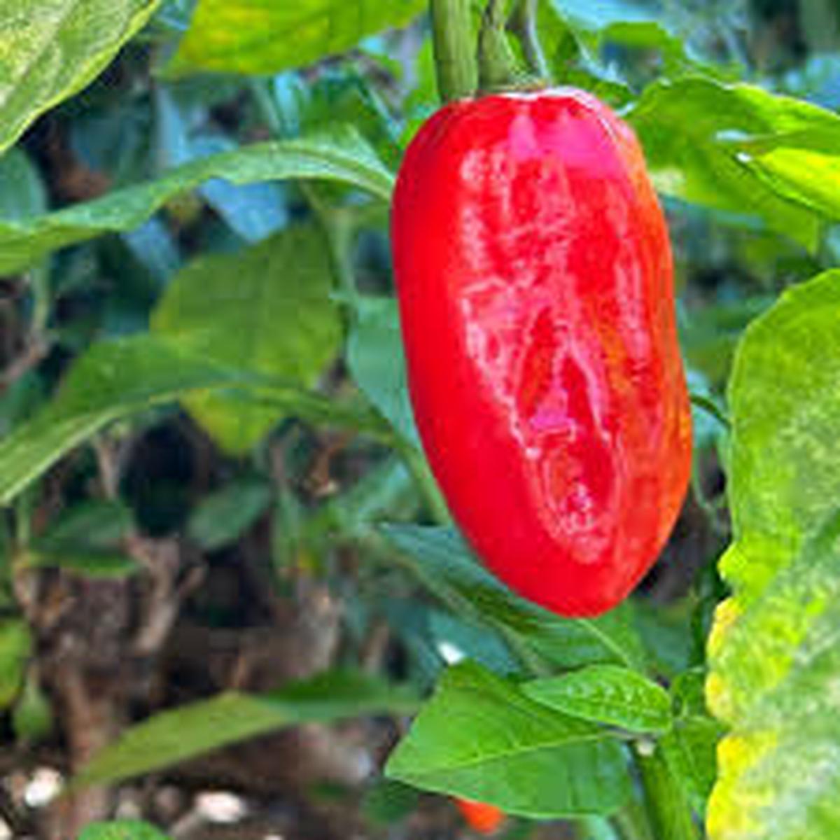 Zavory Pepper Seeds for Planting  Heirloom & Non-GMO, High Germination Organic Chili Seeds for Mild Spice Gardens