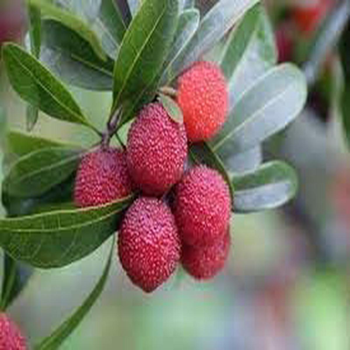 Bayberry fruit seeds for planting  Heirloom & Non-GMO Garden seeds