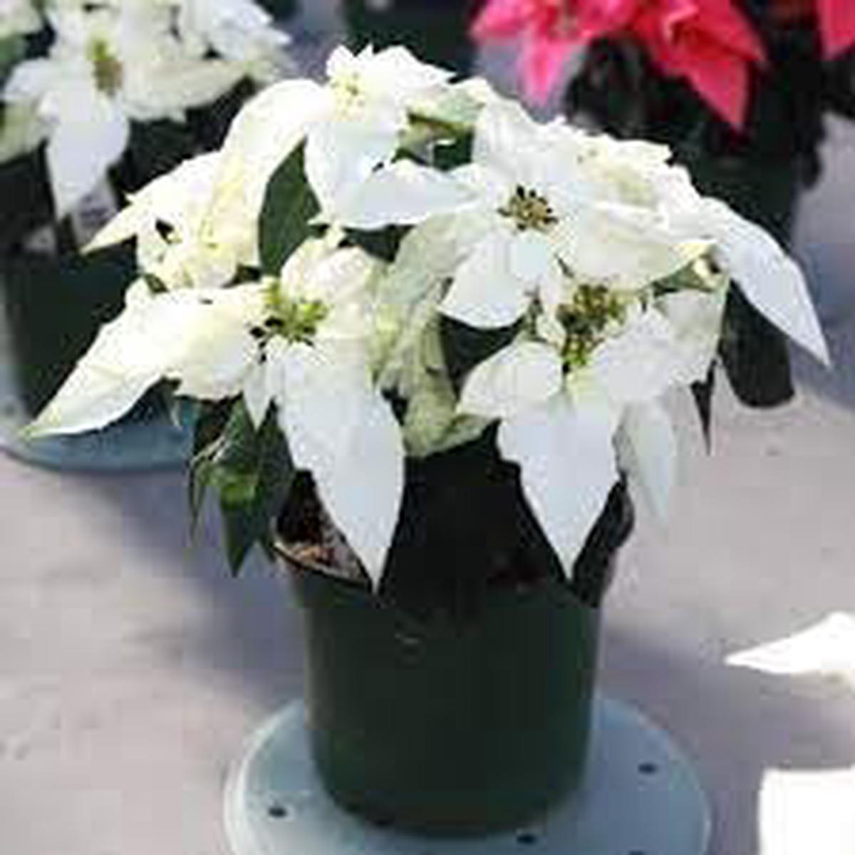 Euphorbia Pulcherrima Flower Seeds for Planting Heirloom, Non-GMO, Easy to Grow Organic Garden Seeds
