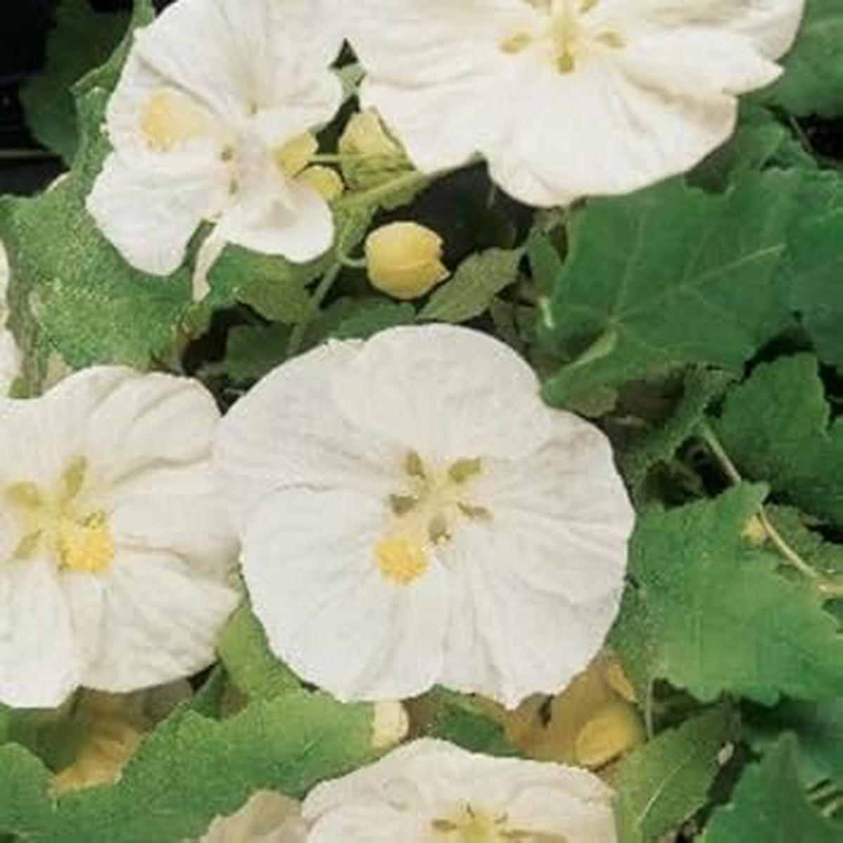 Abutilon Flower Seeds for Planting Heirloom, Non-GMO, High Germination Organic Garden Seeds