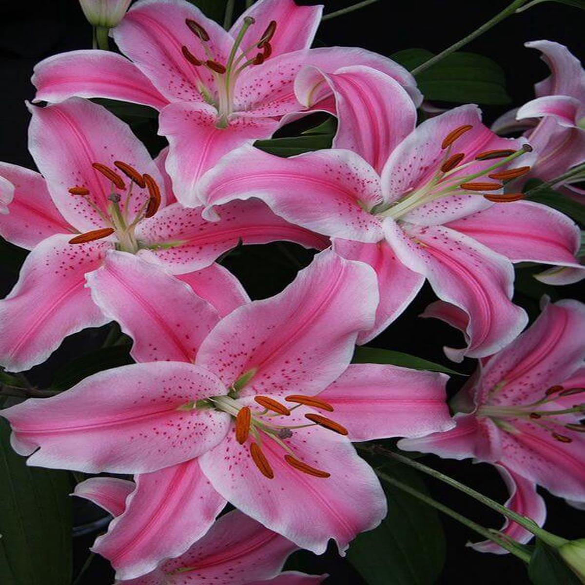 White Pink Lilium Flower Seeds for Planting  Heirloom Non-GMO High Germination