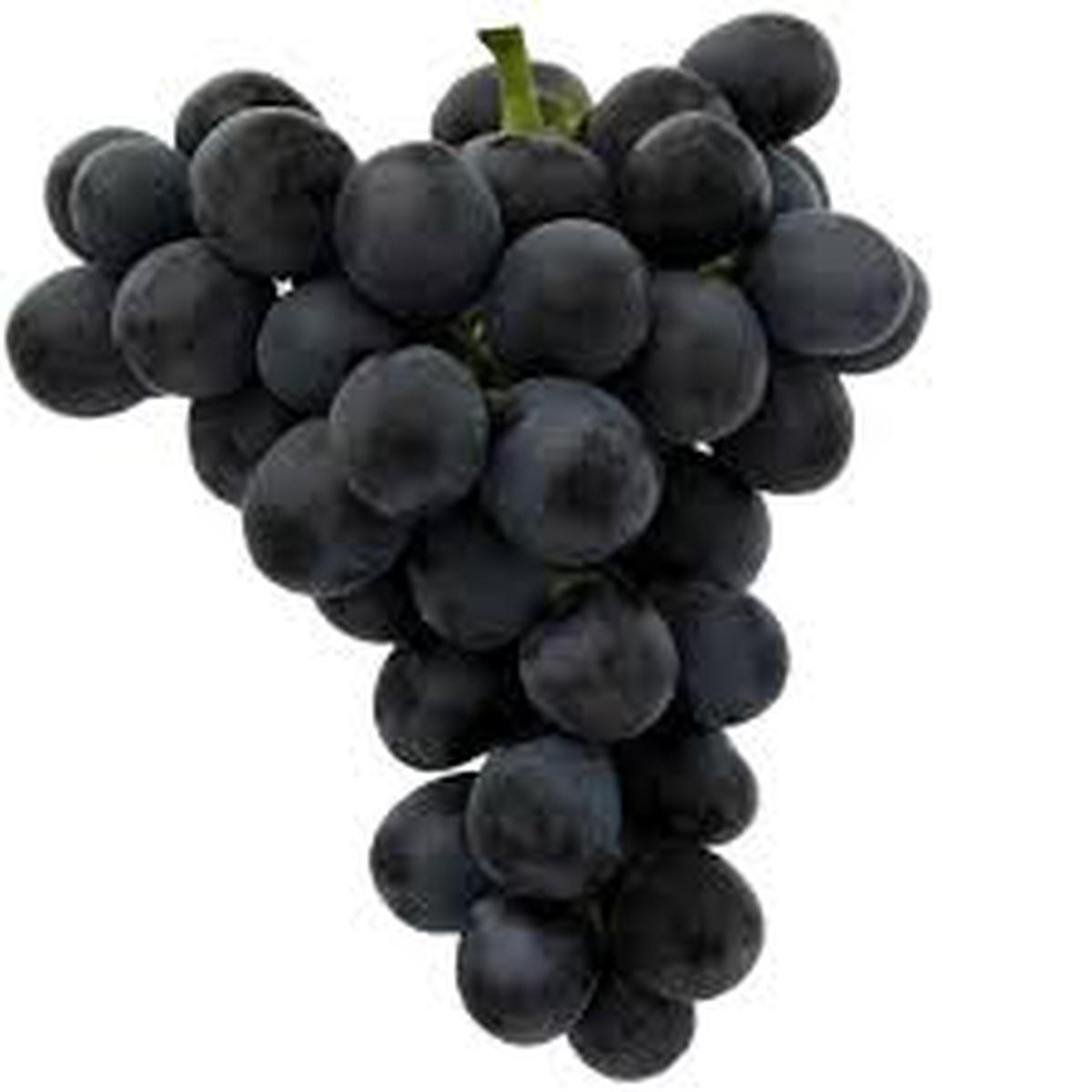 Black Grape Fruit Seeds for Planting  Heirloom, Non-GMO Juicy Garden Grape Seeds for Abundant Yields