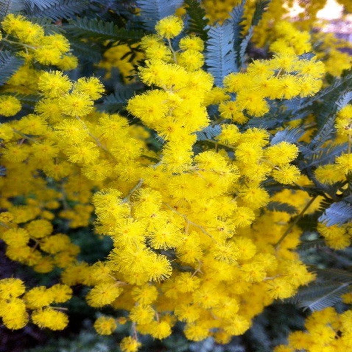 Acacia Baileyana Flower Seeds for Planting  Heirloom, Non-GMO, Bright Blooms High Germination Seeds
