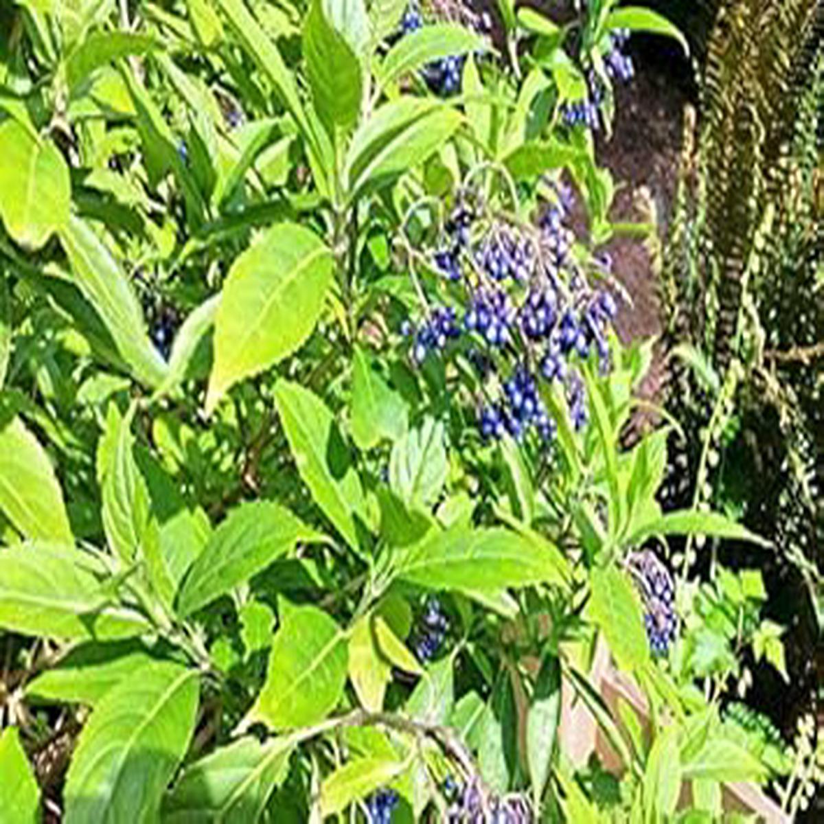 Blue Febrifuga fruit seeds for planting - Heirloom & Non-GMO Garden seeds