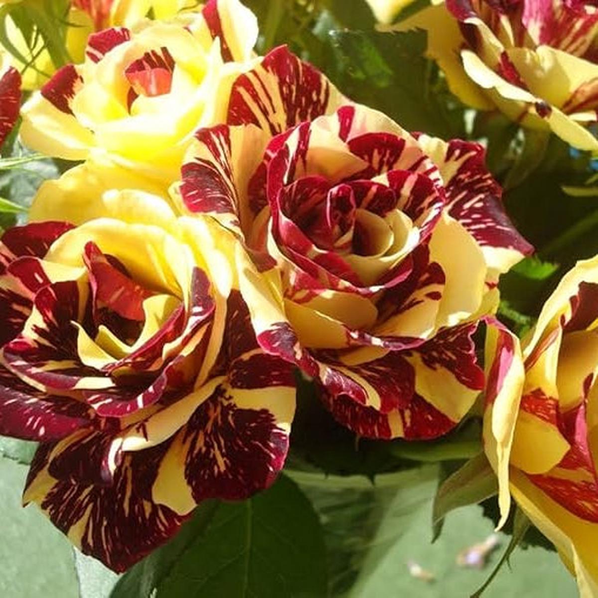 Rare Dragon Rose Flower Seeds for Planting Heirloom, Non-GMO, High Germination