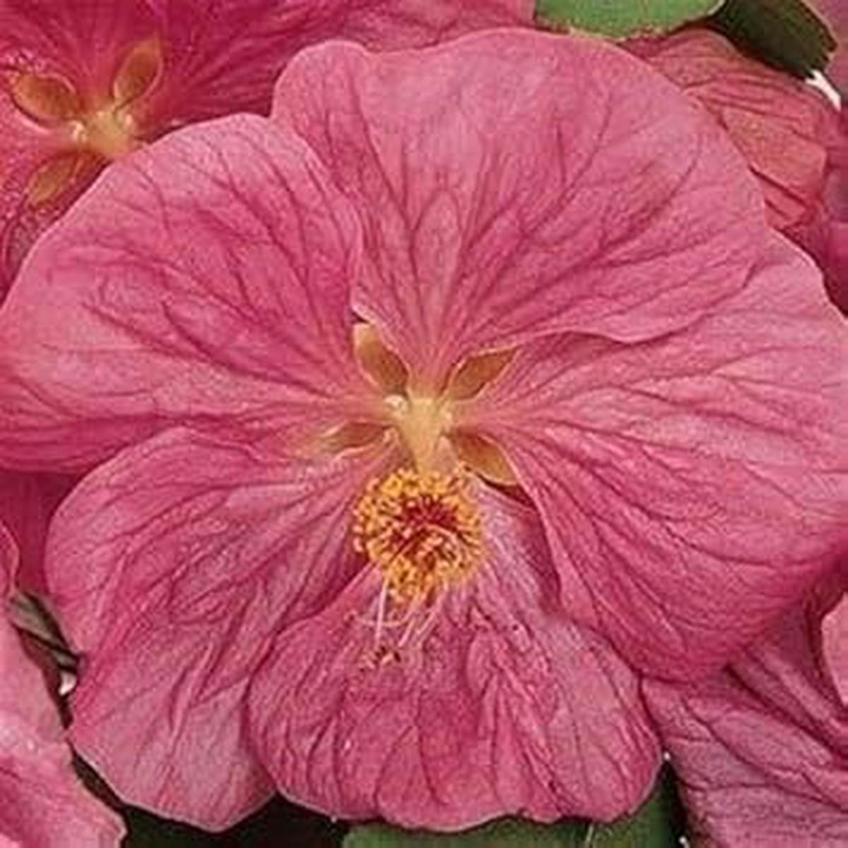 Abutilon Bella Flower Seeds for Planting | Heirloom Non-GMO High Germination