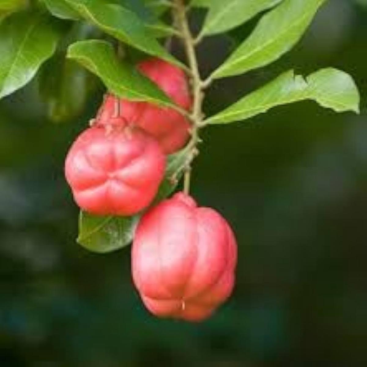 Ackee Fruit Seeds for Garden Planting  Heirloom Non-GMO High Germination Organic Garden Seeds