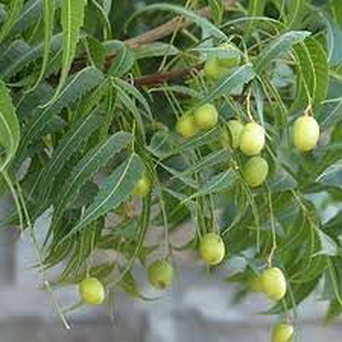 Azadirachta fruit seeds for planting - Heirloom & Non-GMO garden seeds, hardy tree for varied climates