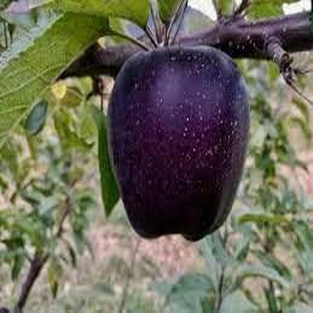 Black Apple Fruit Seeds  Heirloom, Non-GMO Seeds for Rare Homegrown Orchard Planting