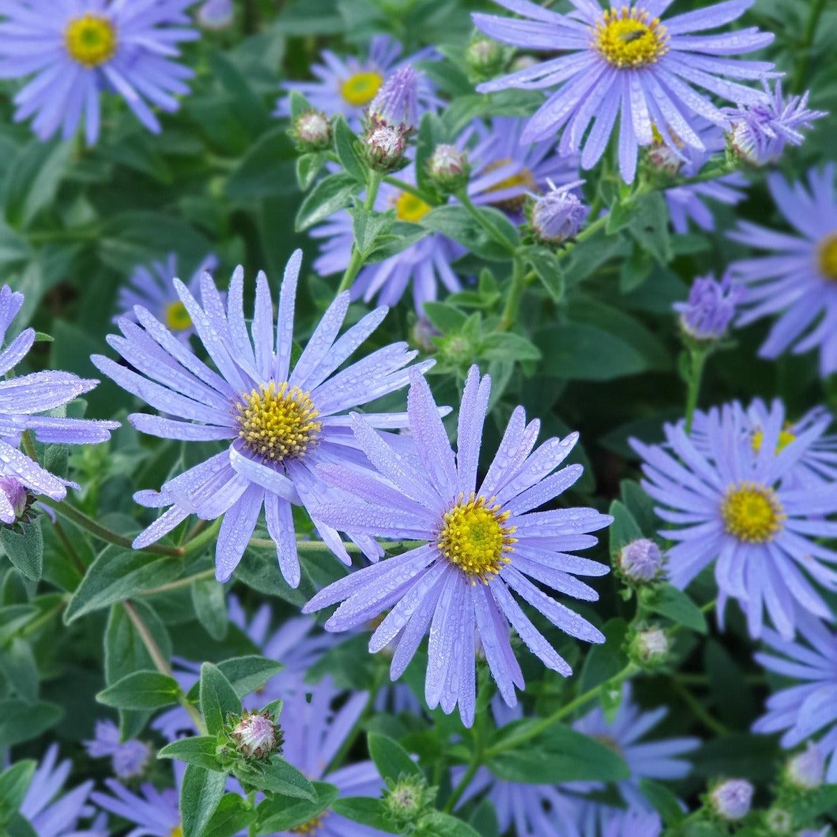 Blue Frikartii Flower Seeds for Planting Heirloom, Non-GMO, High Germination Organic Garden Seeds