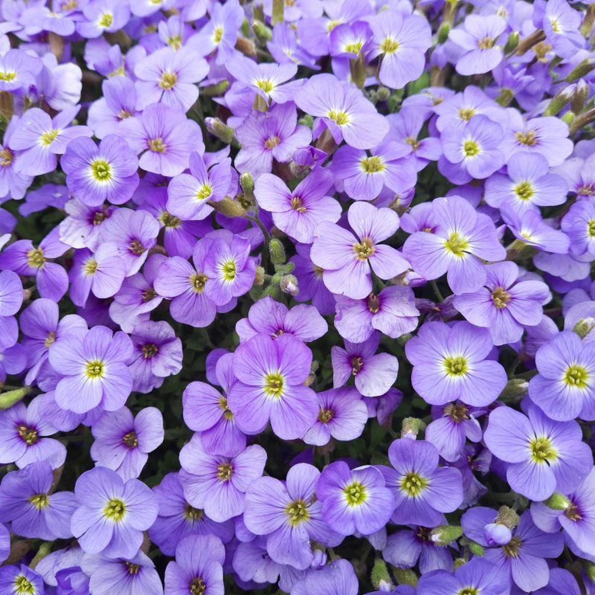 Light Blue Aubrieta Flower Seeds for Planting Heirloom, Non-GMO, High Germination Organic Garden Seeds