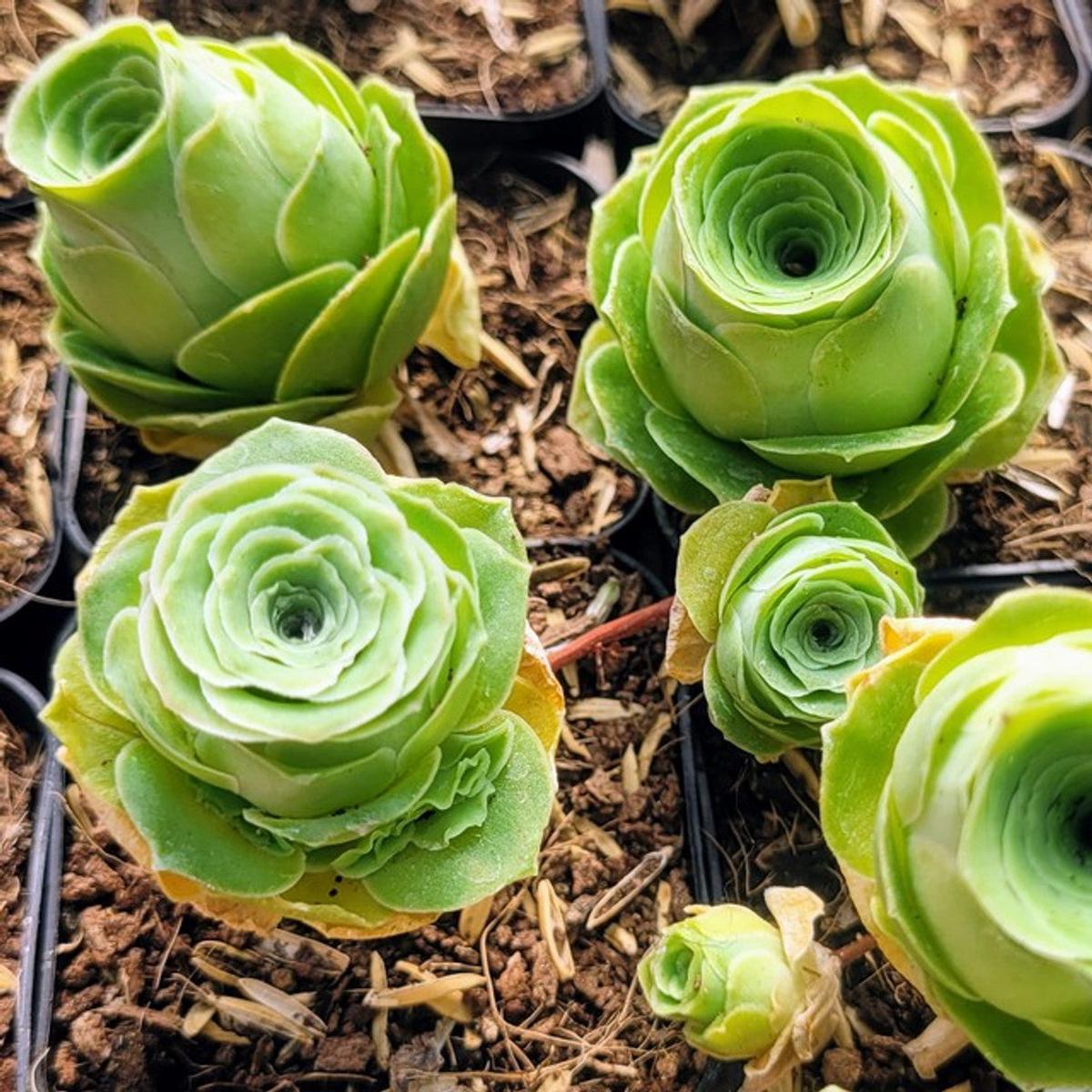 Aamish Succulent Flower Seeds for Planting - Heirloom, Non-GMO, High Germination Organic Garden Seeds