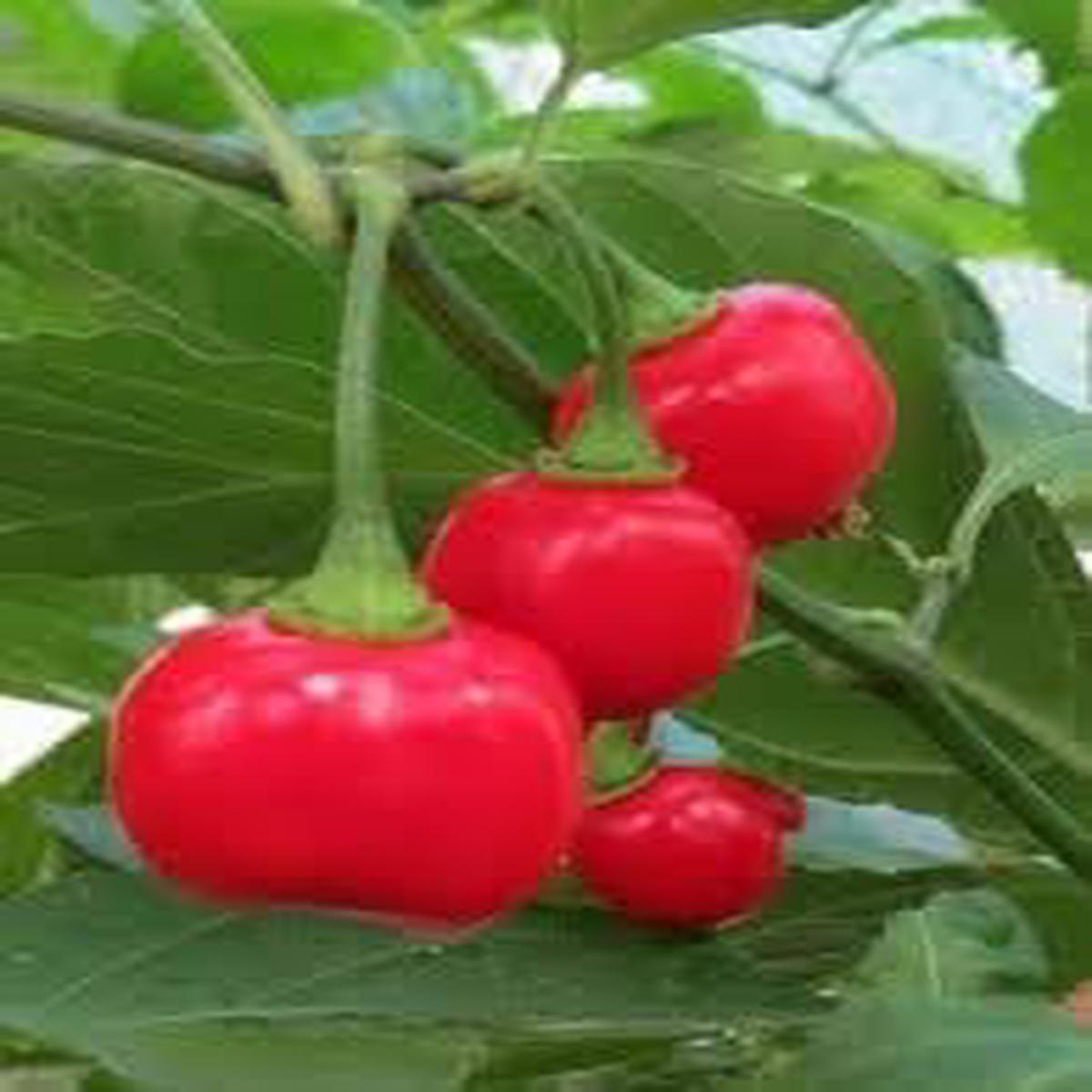 Aji Cochabamba Chili Seeds for Planting Heirloom, Non-GMO, 100 Pcs Flavorful Heat for Sauces & Organic Gardens