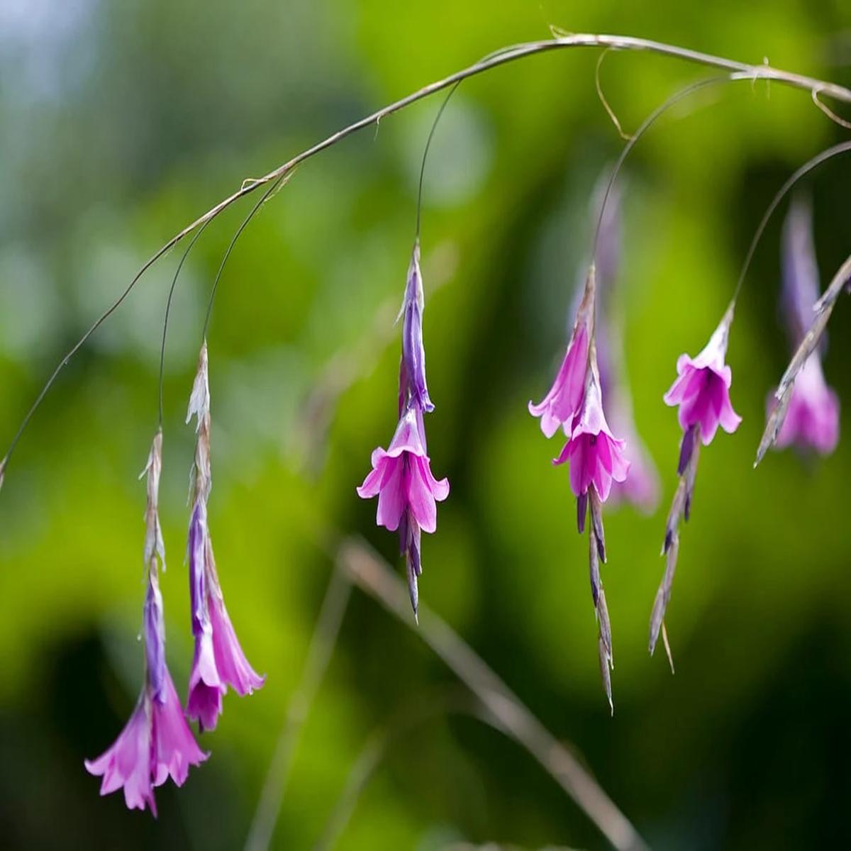 Purple Dierama Pendulum Flower Seeds for Planting Heirloom Non-GMO, High Germination Organic Garden Seeds