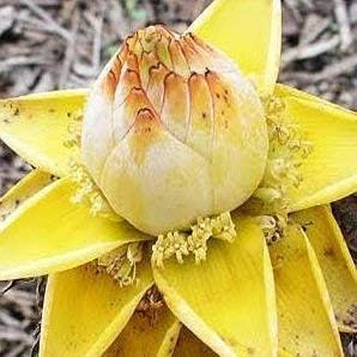 Yellow Lasiocarpa fruit seeds for planting - Heirloom & Non-GMO Garden seeds, rare exotic variety for collectors