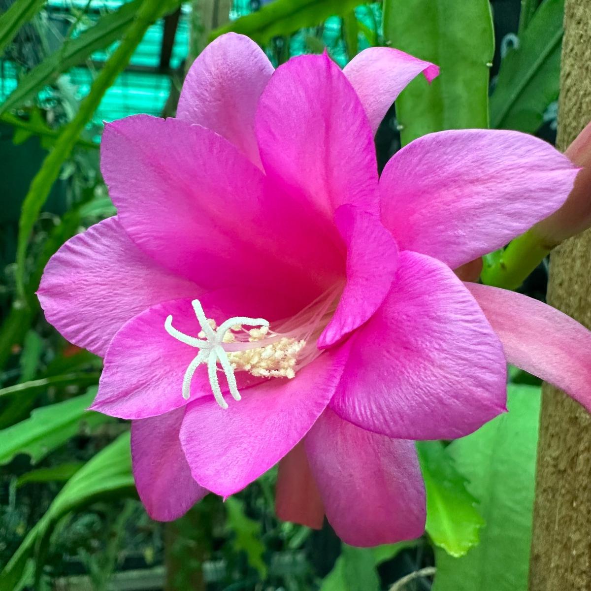 Chiapasia Nelsonii Flower Seeds for Planting Heirloom, Non-GMO, Seasonal Bloomer High Germination Seeds