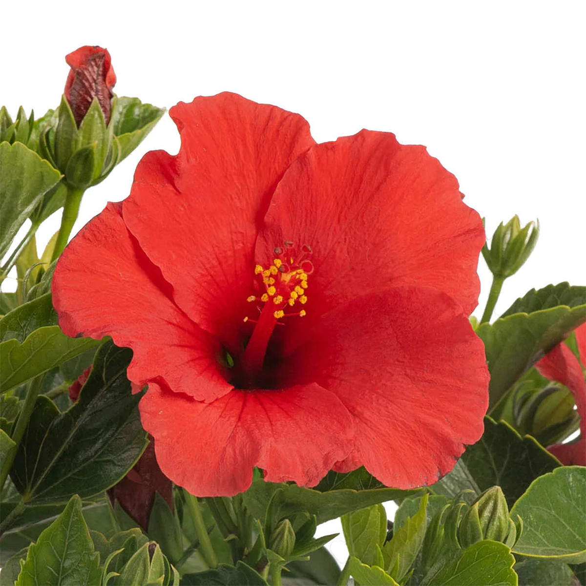 Hibiscus Flower Seeds for Planting  Heirloom Non-GMO High Germination Organic Garden Seeds