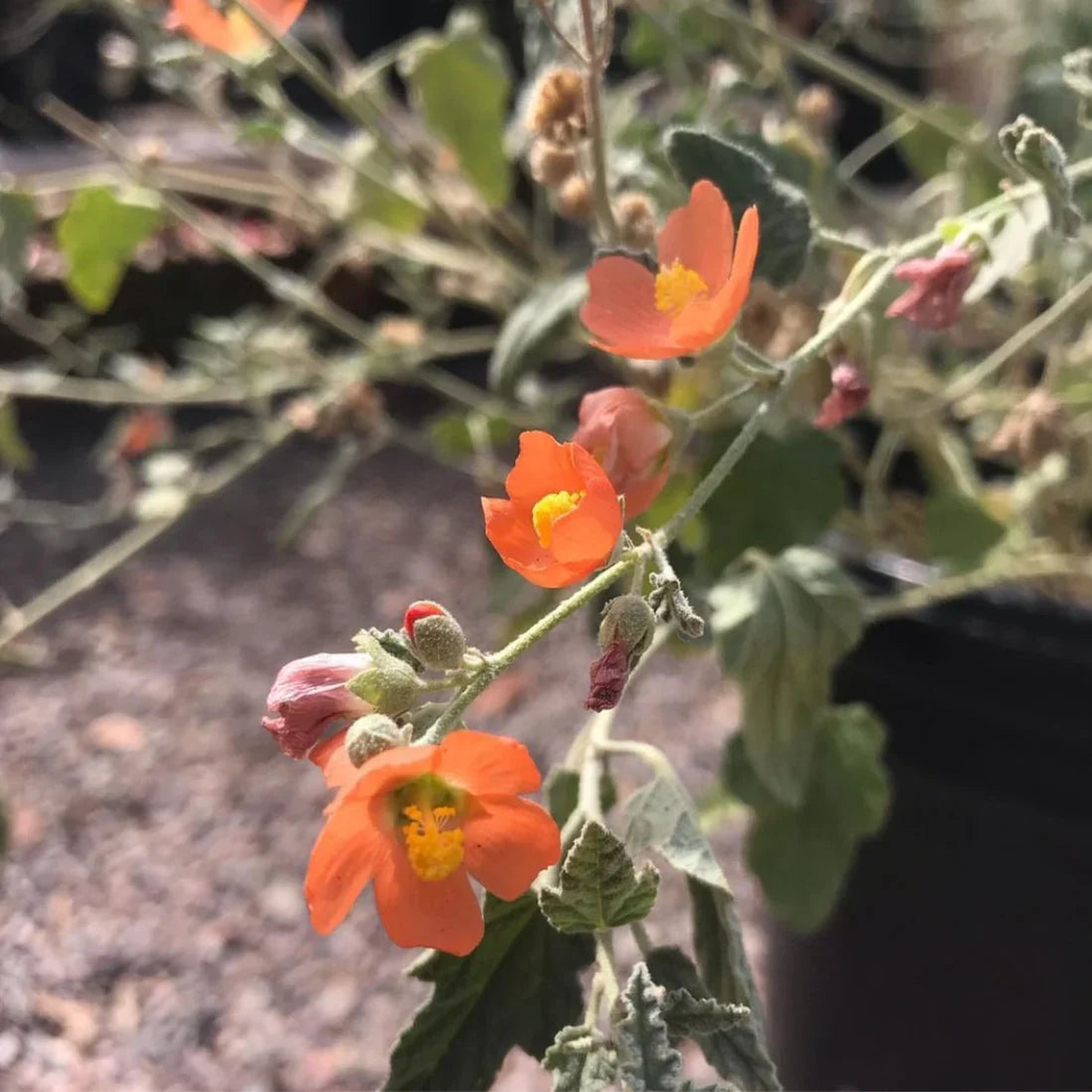 Globemallow Flower Seeds for Planting  Colorful Display, Heirloom, Non-GMO, Organic Garden Seeds