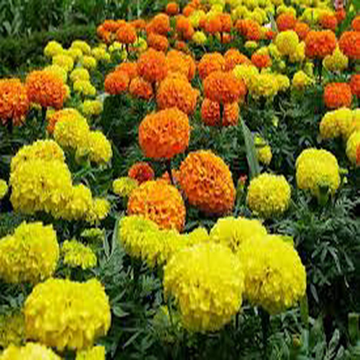 Mix Marigold Flower Seeds for Planting  Organic, Heirloom, Non-GMO Garden Bloom Seeds with High Germination Rate