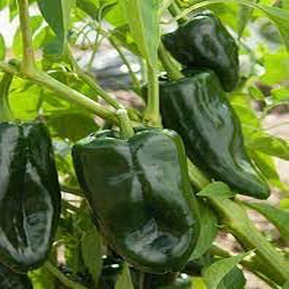 Ancho Pepper Seeds for Planting Heirloom Non-GMO Mild Chili Vegetable Seeds with High Germination for Organic Gardens