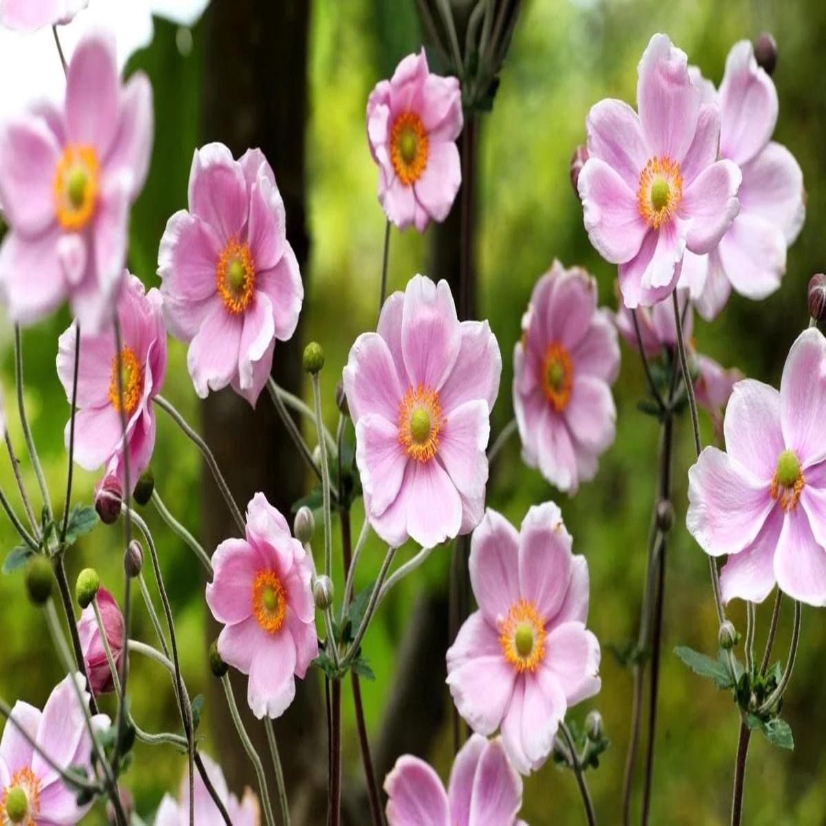 Light Pale Pink Perennial Flower Seeds for Planting Heirloom, Non-GMO, High Germination Garden Seeds